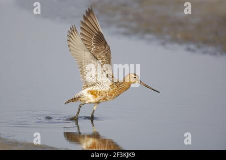 Black Tailed Godwit - Taking offLimose limosa Texel, Niederlande BI014151 Stockfoto