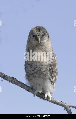 Ural Owl - Küken, die gerade den Nestbaum verlassen haben Strix uralensis Finnland BI014327 Stockfoto