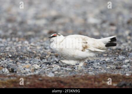 Ptarmigan - auf der Suche nach Nahrung auf Geröll Lagopus mutus Svalbard (Spitzbergen) Norwegen BI017028 Stockfoto