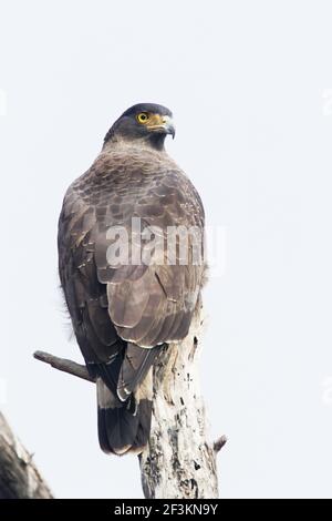 Crested Serpent EagleSpilornis cheela Keoladeo Ghana National Park Bharatpur Rajasthan Indien BI017640 Stockfoto