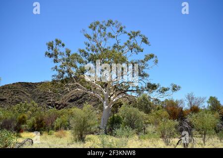 Australien, Eukalyptus von Geistergummi Stockfoto