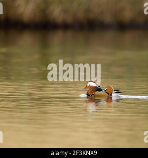 Single Mandarine Ente Schwimmen auf See. Quadratisches Bild. Stockfoto