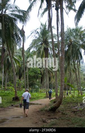 Regenwald Spaziergang in der Nähe der Kaskaden von Valencia, Tayrona Nationalpark, in der Nähe von Santa Marta, Kolumbien Stockfoto