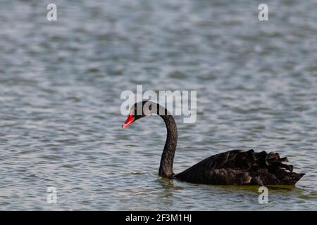 Schöner Schwarzer Schwan (Cygnus atratus), schwimmend in einem See bei Al Qudra in Dubai, Vereinigte Arabische Emirate. Stockfoto