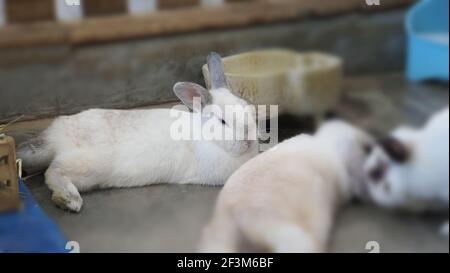 Weiße Farbe Kaninchen oder Hase sitzen und spielen auf Zementboden im Haus und trocken Gerste Stroh und Wasser in Tablett neben ihnen. Sie sehen ein bisschen flauschig an Stockfoto