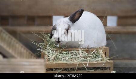 Weiße Farbe Kaninchen oder Hase sitzen und spielen auf Zementboden im Haus und trocken Gerste Stroh und Wasser in Tablett neben ihnen. Sie sehen ein bisschen flauschig an Stockfoto