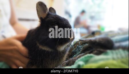 Weiße Farbe Kaninchen oder Hase sitzen und spielen auf Zementboden im Haus und trocken Gerste Stroh und Wasser in Tablett neben ihnen. Sie sehen ein bisschen flauschig an Stockfoto