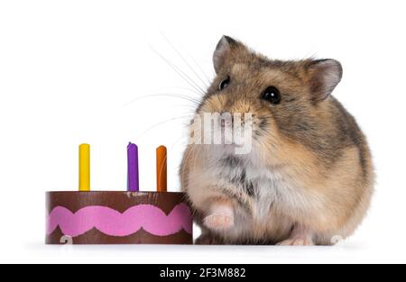 Niedlicher Erwachsener Hamster, stand mit Blick nach vorne neben Spielzeug Geburtstagskuchen. Blick auf die Kamera. Isoliert auf weißem Hintergrund. Stockfoto