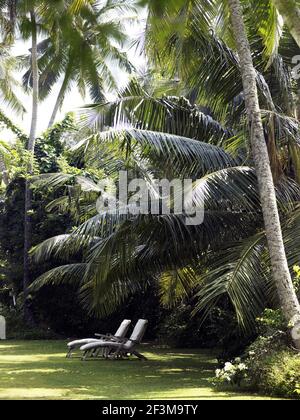 Zwei Sonnenliegen im Schatten von Palmen im Garten des Wohnhauses. Stockfoto