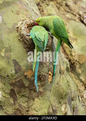 Ring necked Sittich Blick in ein Nest in einem Baum Stockfoto