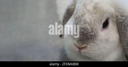 Weiße Farbe Kaninchen oder Hase sitzen und spielen auf Zementboden im Haus und trocken Gerste Stroh und Wasser in Tablett neben ihnen. Sie sehen ein bisschen flauschig an Stockfoto