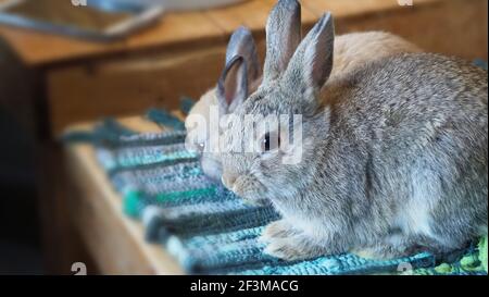 Weiße Farbe Kaninchen oder Hase sitzen und spielen auf Zementboden im Haus und trocken Gerste Stroh und Wasser in Tablett neben ihnen. Sie sehen ein bisschen flauschig an Stockfoto