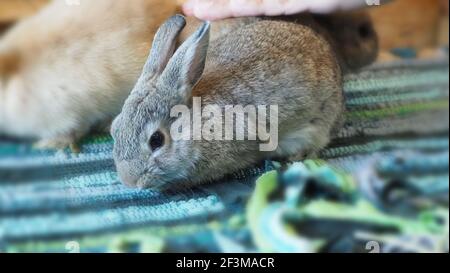 Weiße Farbe Kaninchen oder Hase sitzen und spielen auf Zementboden im Haus und trocken Gerste Stroh und Wasser in Tablett neben ihnen. Sie sehen ein bisschen flauschig an Stockfoto