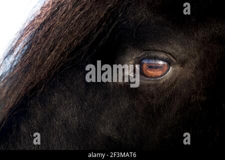Braunes Auge eines schwarzen friesischen Pferdes, von der Sonne beleuchtet. Konzentrieren Sie sich auf die Wimpern. Platz für Text auf der schwarzen rechten Seite des Fotos Stockfoto