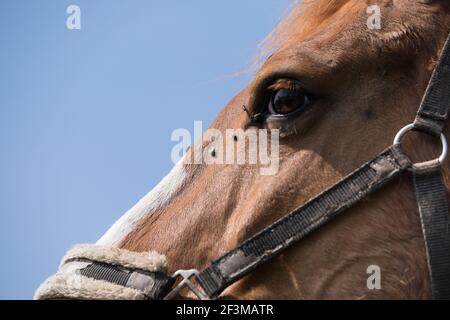 Nahaufnahme des Kopfes eines braunen Pferdes mit vielen Fliegen auf der Nase und unter dem linken Auge. Blauer Himmel Stockfoto