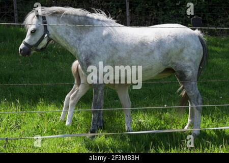 Fohlen trinkt Milch von der Stute. Pony in einer eingezäunten Wiese, sonnig Stockfoto