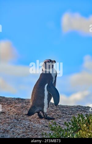 Einzelne Afrikanische oder Kappinguine mit Blick von einem Felsen auf Bolders Penguin Sanctuary, Kapstadt, Südafrika Stockfoto