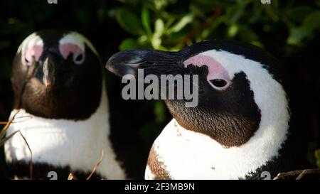 Nahaufnahme von 2 afrikanischen oder Kappinguinen im Bolders Penguin Sanctuary, Kapstadt, Südafrika Stockfoto