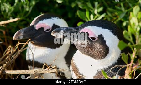 Nahaufnahme von 2 afrikanischen oder Kappinguinen im Bolders Penguin Sanctuary, Kapstadt, Südafrika Stockfoto