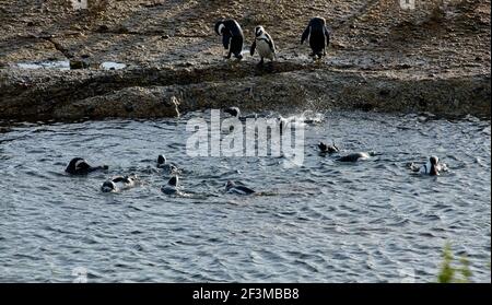 Afrikanische oder Kappinguine im Bolders Penguin Sanctuary, Kapstadt, Südafrika Stockfoto