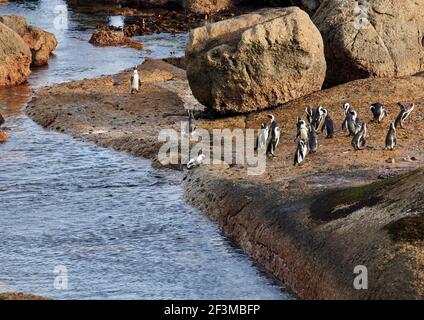 Afrikanische oder Kappinguine im Bolders Penguin Sanctuary, Kapstadt, Südafrika Stockfoto