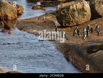 Afrikanische oder Kappinguine im Bolders Penguin Sanctuary, Kapstadt, Südafrika Stockfoto