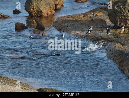 Afrikanische oder Kappinguine im Bolders Penguin Sanctuary, Kapstadt, Südafrika Stockfoto