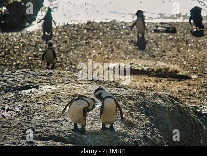 Afrikanische oder Kappinguine im Bolders Penguin Sanctuary, Kapstadt, Südafrika Blick auf das Meer von der Spitze eines Felsens Stockfoto