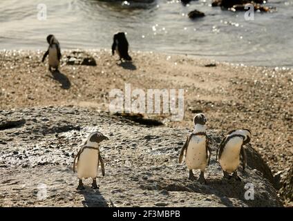 Afrikanische oder Kappinguine im Bolders Penguin Sanctuary, Kapstadt, Südafrika Blick auf das Meer von der Spitze eines Felsens Stockfoto