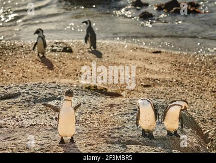 Afrikanische oder Kappinguine im Bolders Penguin Sanctuary, Kapstadt, Südafrika Stockfoto