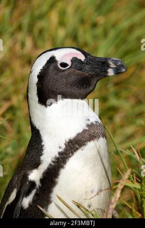 Afrikanische oder Kappinguine im Bolders Penguin Sanctuary, Kapstadt, Soth Africa Stockfoto