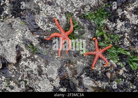 Blood Starfish (Henricia leviuscula) Third Beach Olympic National Park Washington State, USA IN000118 Stockfoto