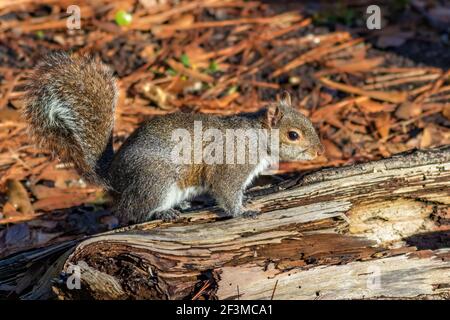 Graue Eichhörnchen auf Baumstamm Stockfoto