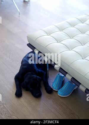 Schwarzer Labrador schläft auf dem Boden mit Plastikschuhen im Wohnhaus, Dänemark. Stockfoto