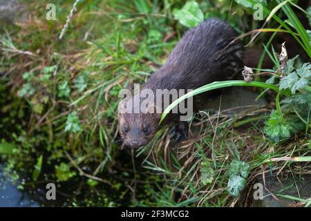 Amerikanischer Nerz (Neovison Vison), Captive, Großbritannien Stockfoto