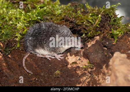 Wasserspitzmaus (Neomys fodens), gefangen, Großbritannien Stockfoto