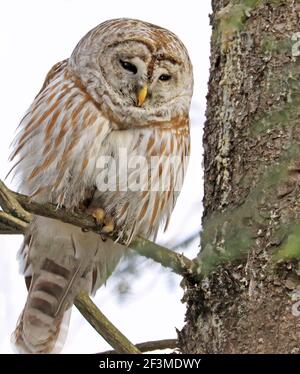 Great Grey Owl sitzt auf einem Tannenzweig im Wald, Quebec, Kanada Stockfoto