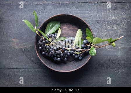 Ast gefüllt mit Aronia Beeren, auf Holztisch. Stockfoto