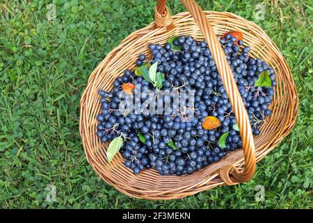 Frisch gepflückte Aronia-Beeren im Weidenkorb auf Gras Stockfoto