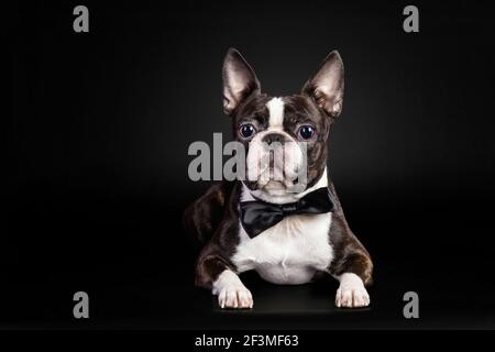 Ein Porträt des schwarz-weißen französischen Bulldoggen-Welpen Trägt eine Fliege auf schwarzem Hintergrund Stockfoto
