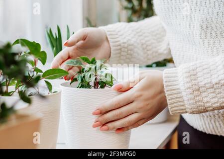 Frau kümmert sich um Hauspflanzen in Töpfen. Home Hobby Gartenarbeit. Stockfoto