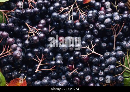 Frisch gepflückte, selbstgewachsene Aronia-Beeren. Aronia, allgemein bekannt als die Apfelbeere, mit Blättern. Stockfoto