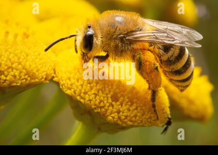 Biene auf gelben Blüten auf der Suche nach Pollen Stockfoto