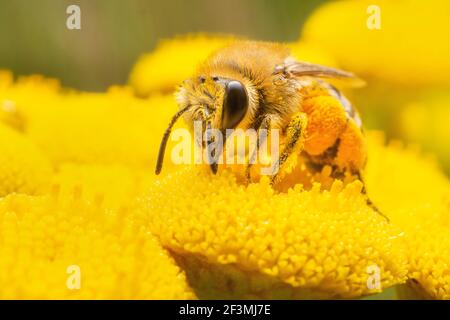 Biene auf gelben Blüten auf der Suche nach Pollen Stockfoto