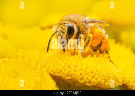 Biene auf gelben Blüten auf der Suche nach Pollen Stockfoto