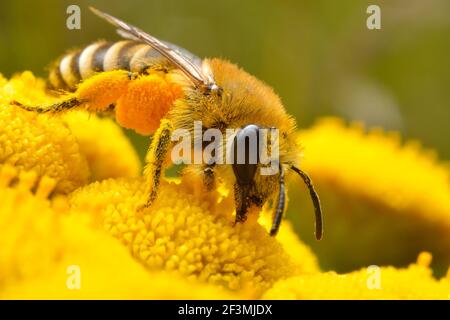 Biene auf gelben Blüten auf der Suche nach Pollen Stockfoto