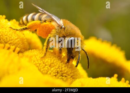 Biene auf gelben Blüten auf der Suche nach Pollen Stockfoto