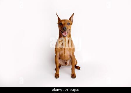 Miniatur braun Pinscher auf weißem Hintergrund. Emotionen eines Hundes. Stockfoto