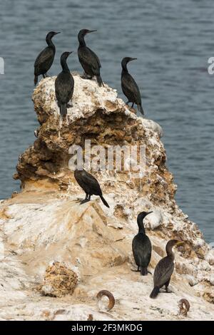 Brandts Kormorant Phalacrocorax penicillatus & Doppelcrested Cormorant Phalacrocorax auritus, Point Lobos State Natural Reserve, Kalifornien, Oktober Stockfoto