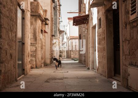 Toller Blick auf die leere Straße in der Altstadt. Ein einfarbiger schwarzer Hund steht und schaut auf die Kamera auf einem gepflasterten Bürgersteig entlang einer Steinmauer. Sonnenlicht ein Stockfoto